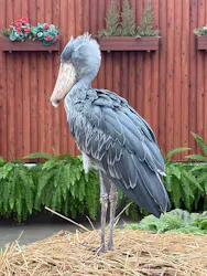 掛川花鳥園に投稿された画像（2026/10/20）