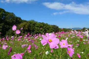 万博記念公園に投稿された画像（2026/10/20）