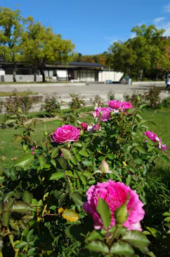 万博記念公園に投稿された画像（2026/10/20）