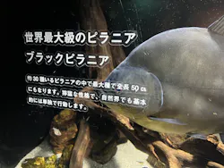 カワスイ 川崎⽔族館に投稿された画像（2026/10/21）