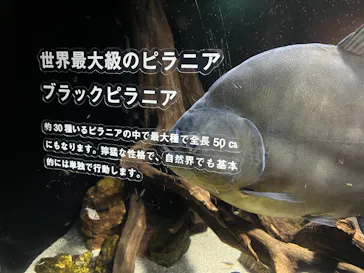カワスイ 川崎⽔族館に投稿された画像（2026/10/21）