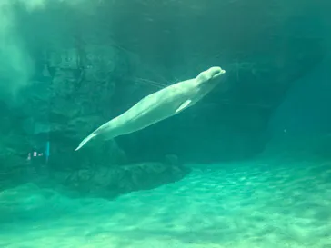 名古屋港水族館に投稿された画像（2026/10/21）