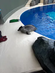 大分マリーンパレス水族館 「うみたまご」に投稿された画像（2026/10/21）