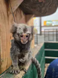 しろとり動物園に投稿された画像（2026/10/22）