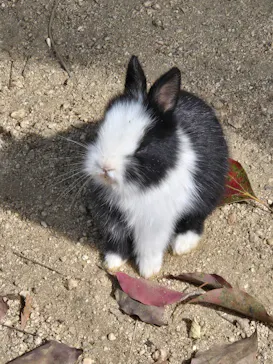 しろとり動物園に投稿された画像（2026/10/22）