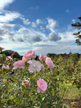 京成バラ園に投稿された画像（2026/10/22）