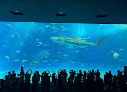 沖縄美ら海水族館に投稿された画像（2026/10/23）