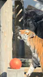 天王寺動物園に投稿された画像（2026/10/23）