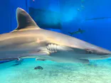 沖縄美ら海水族館に投稿された画像（2026/10/23）