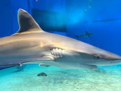 沖縄美ら海水族館に投稿された画像（2026/10/23）