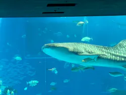 沖縄美ら海水族館に投稿された画像（2026/10/23）