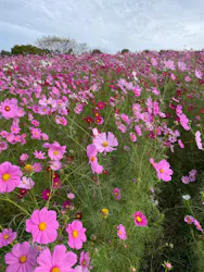 万博記念公園に投稿された画像（2026/10/23）