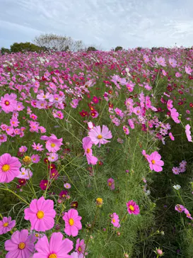 万博記念公園に投稿された画像（2026/10/23）
