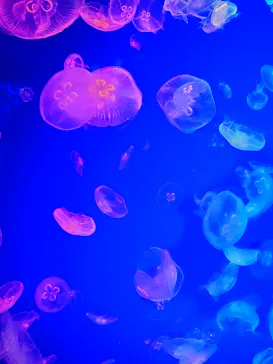 名古屋港水族館に投稿された画像（2026/10/24）