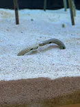 すみだ水族館に投稿された画像（2026/10/24）