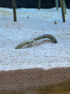 すみだ水族館に投稿された画像（2026/10/24）