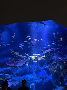すみだ水族館に投稿された画像（2026/10/24）