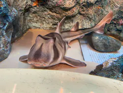 しながわ水族館に投稿された画像（2026/10/24）