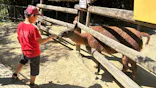 しろとり動物園に投稿された画像（2026/10/25）