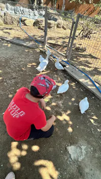 しろとり動物園に投稿された画像（2026/10/25）