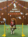 ノーザンホースパークに投稿された画像（2026/10/25）