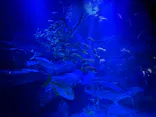 すみだ水族館に投稿された画像（2026/10/25）