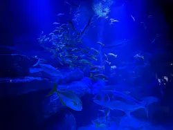 すみだ水族館に投稿された画像（2026/10/25）