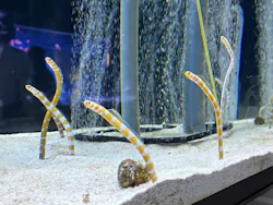 すみだ水族館に投稿された画像（2026/10/25）