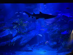 すみだ水族館に投稿された画像（2026/10/25）