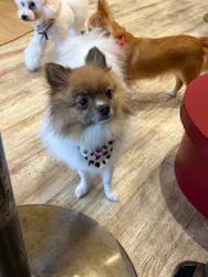 いぬカフェRio イオンモール宮崎店に投稿された画像（2026/10/25）