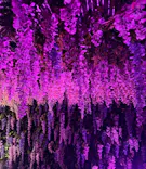 東京メガイルミに投稿された画像（2026/10/25）