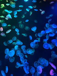 すみだ水族館に投稿された画像（2026/10/26）