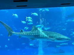 沖縄美ら海水族館に投稿された画像（2026/10/26）