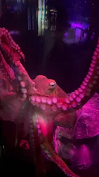 サンシャイン水族館に投稿された画像（2026/10/26）