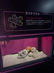 サンシャイン水族館に投稿された画像（2026/10/26）