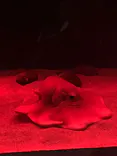 環境水族館アクアマリンふくしまに投稿された画像（2026/10/27）