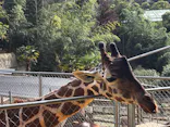 しろとり動物園に投稿された画像（2026/10/27）