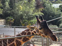 しろとり動物園に投稿された画像（2026/10/27）
