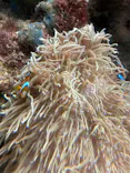 環境水族館アクアマリンふくしまに投稿された画像（2026/10/27）