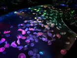 すみだ水族館に投稿された画像（2026/10/27）