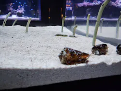 すみだ水族館に投稿された画像（2026/10/27）