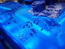 すみだ水族館に投稿された画像（2026/10/27）