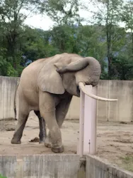 広島市安佐動物公園に投稿された画像（2026/10/27）