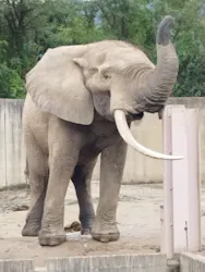 広島市安佐動物公園に投稿された画像（2026/10/27）