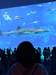 沖縄美ら海水族館に投稿された画像（2026/10/28）