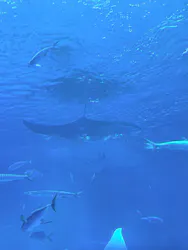 沖縄美ら海水族館に投稿された画像（2026/10/28）