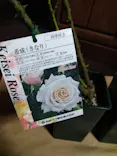 京成バラ園に投稿された画像（2026/10/29）