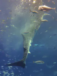 沖縄美ら海水族館に投稿された画像（2026/10/29）