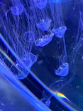 名古屋港水族館に投稿された画像（2026/10/29）