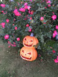 京成バラ園に投稿された画像（2026/10/30）